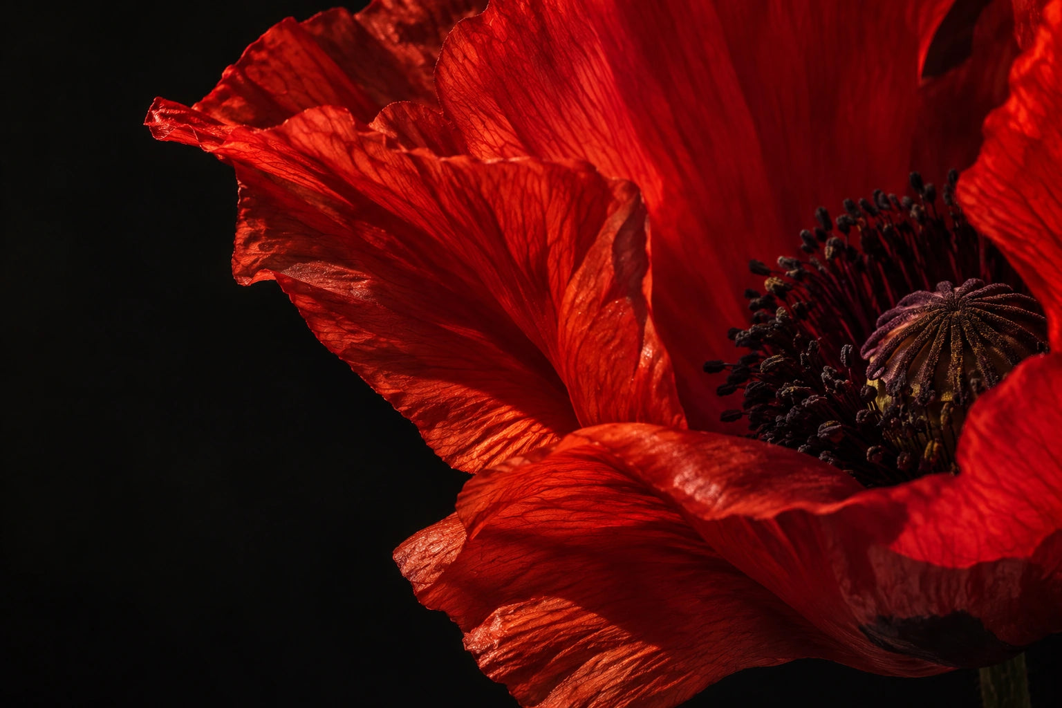 Scarlet poppy petals against a dark background